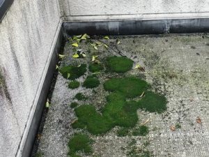 苔が生えたベランダ