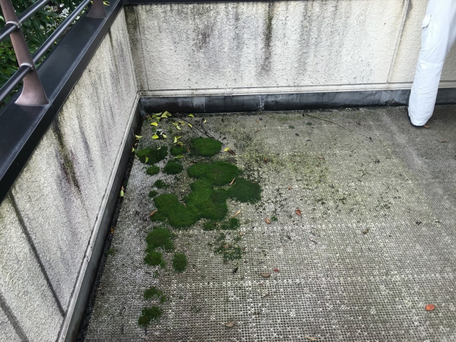 ベランダ苔泥