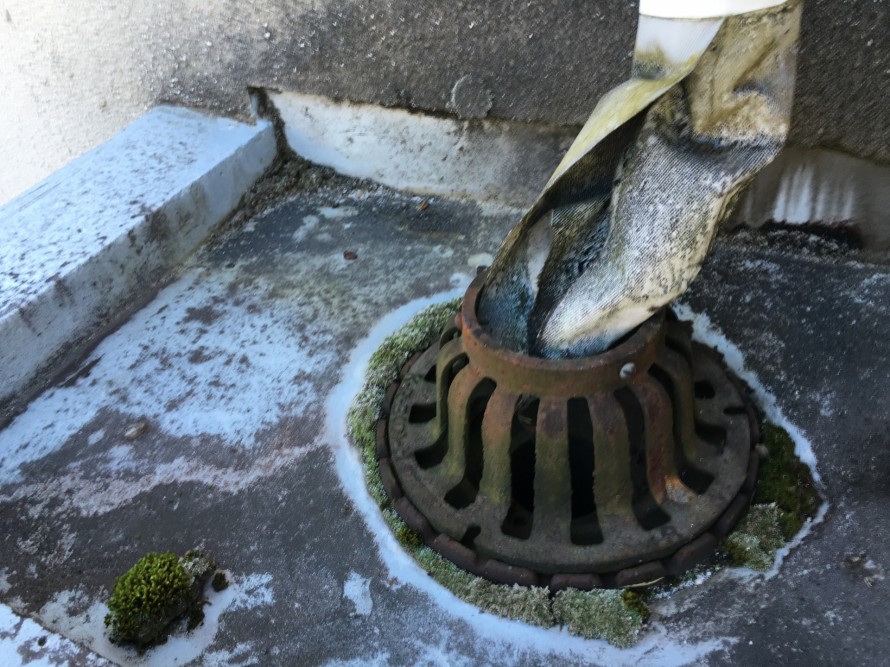 苔が生えた防水層のドレンまわり