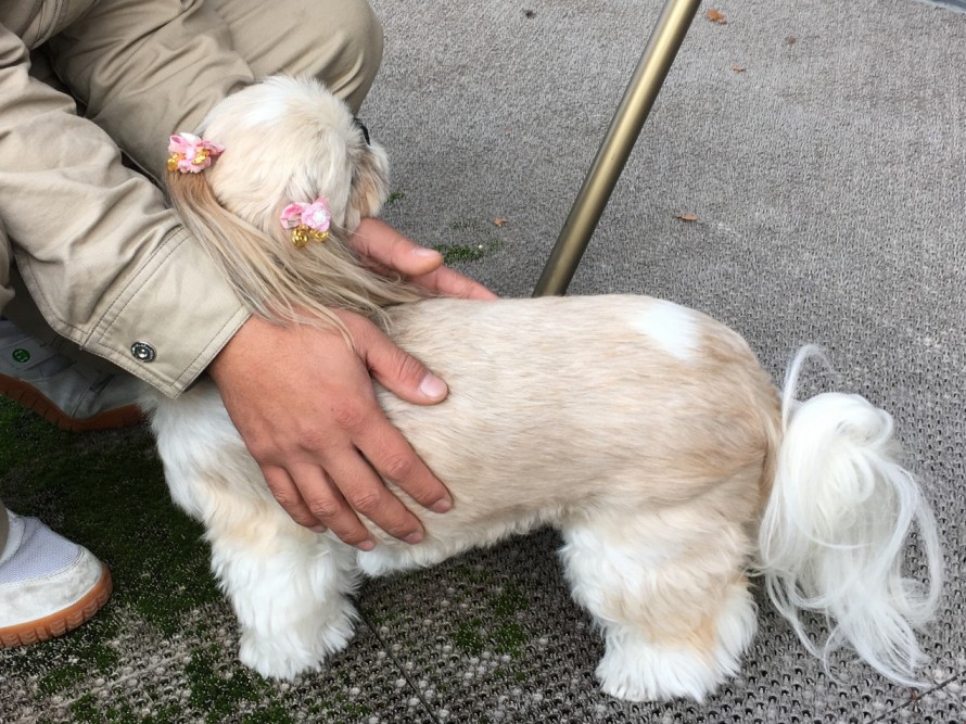 施主様のかわいいワンちゃんがお見送り