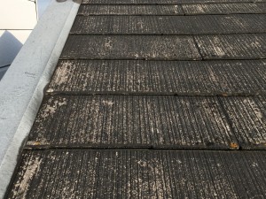 IMG_4329