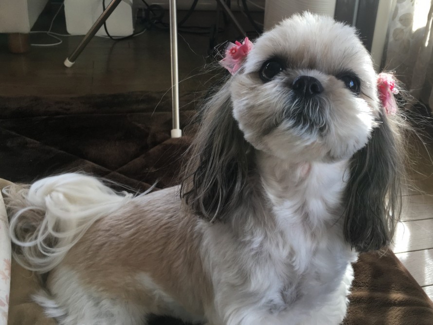 かわいいシーズー犬