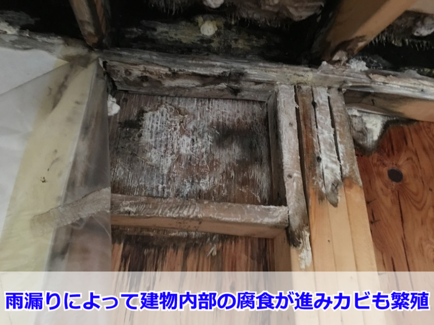 雨漏りによって繁殖した建物内部のカビ