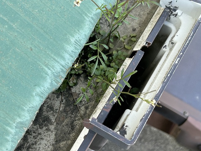草が生えた雨樋